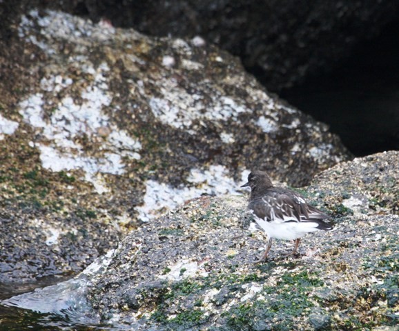 Black Turnstone